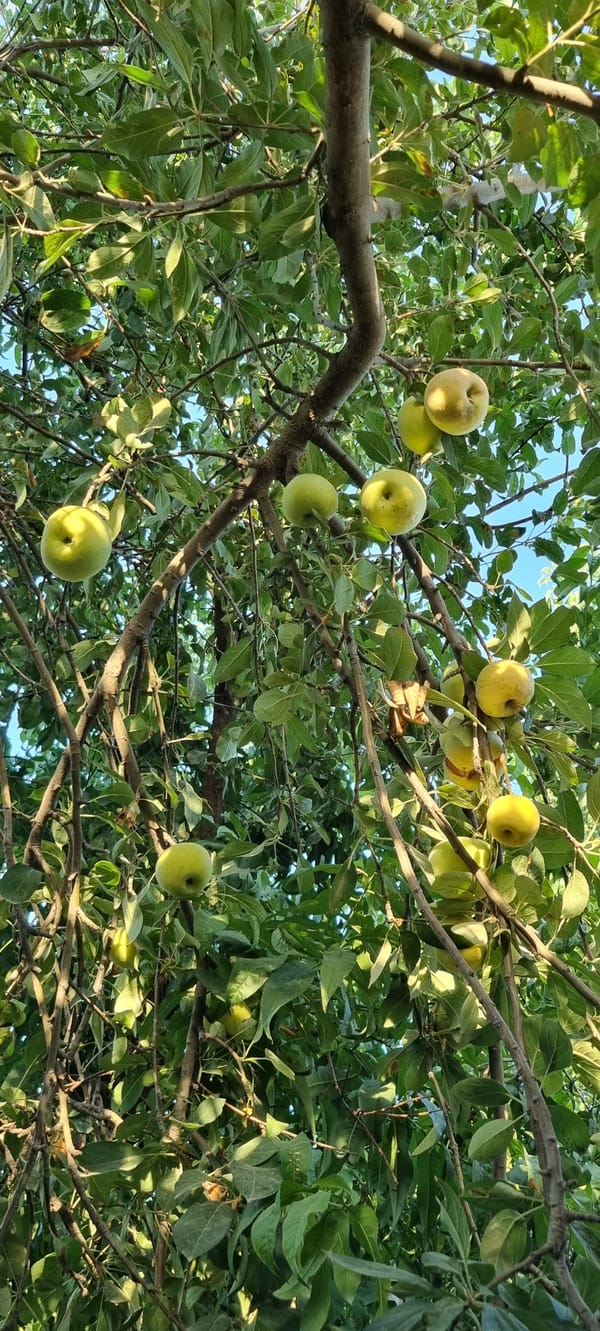 Summer fruit, from tree to table
