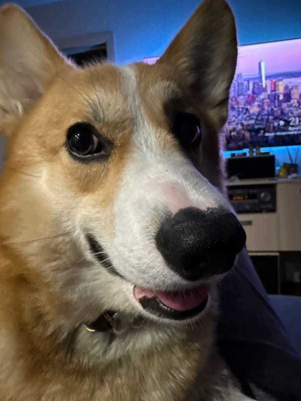 Corgi dog photographed indoors in Votkinsk, Russia