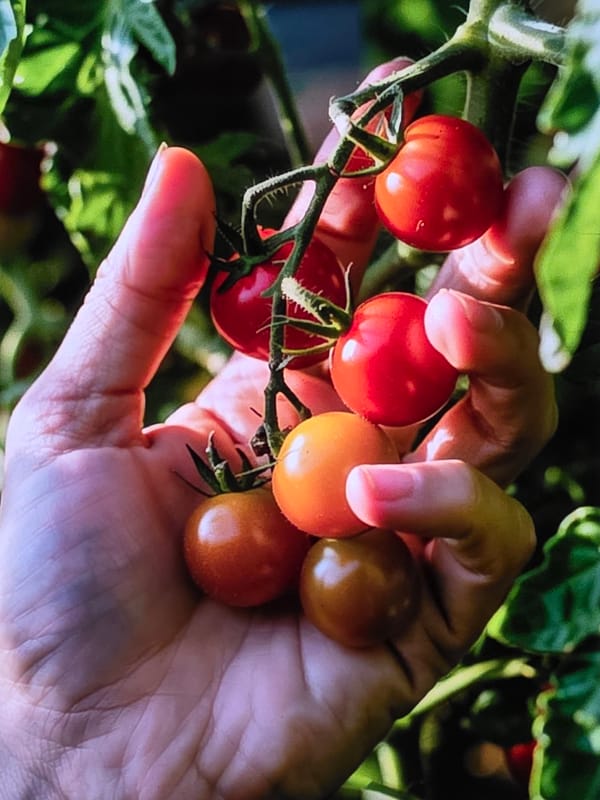 Morning garden harvest and coffee with Boston Terrier companion