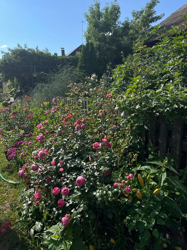 Summer backyard cookout and garden day in Chaikovsky