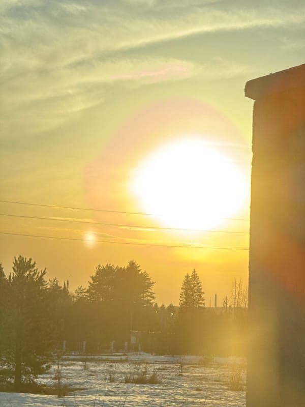 Sunset observed through pine trees in Прикамский, Russia