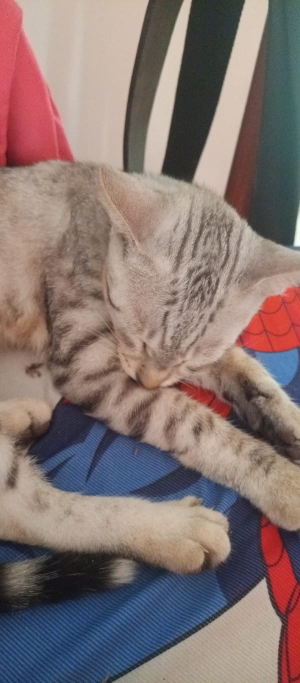 Domestic cat observed resting, window-watching in Cúcuta residential area