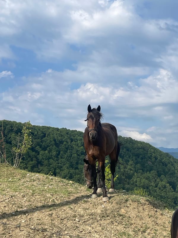 Horses grazing and snacking near the Sochi hills