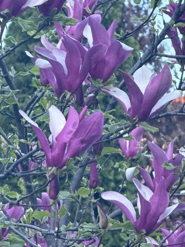 Spring magnolia trees bloom in urban area