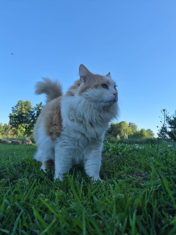 Fluffy cat lounges in the Estonian summer sun
