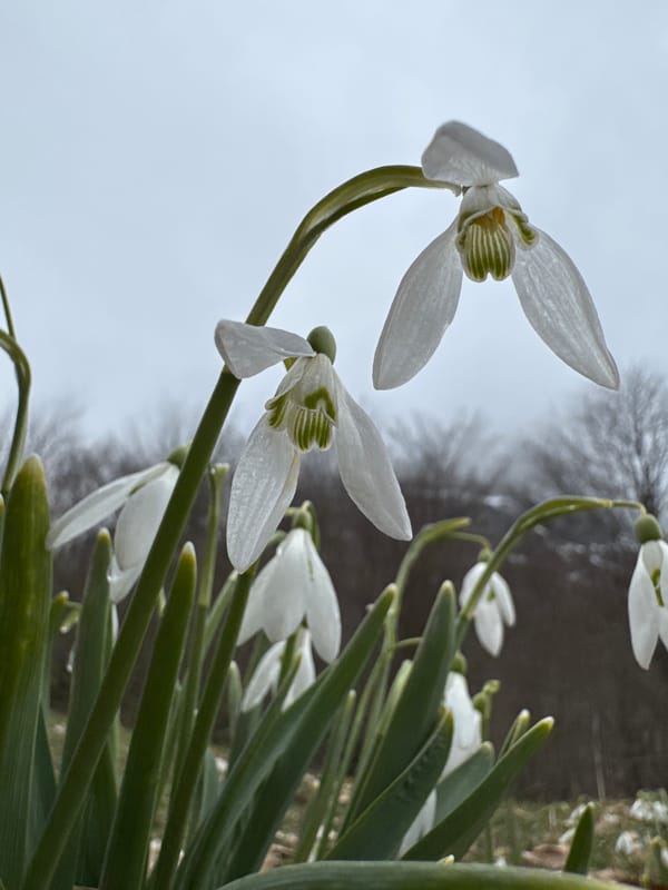 Snowdrop flowers bloom near Grebaje, Montenegro