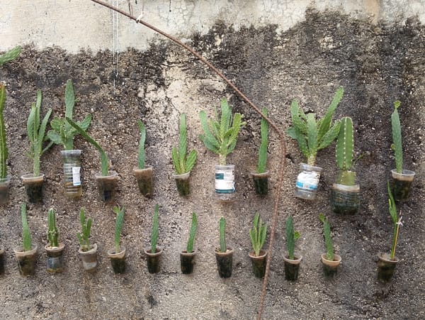 Urban garden display features repurposed containers in San Carlos