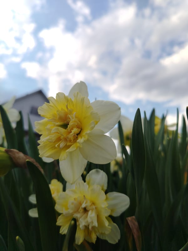 Spring garden moments and portraits captured in Krasnogorskoye, Russia