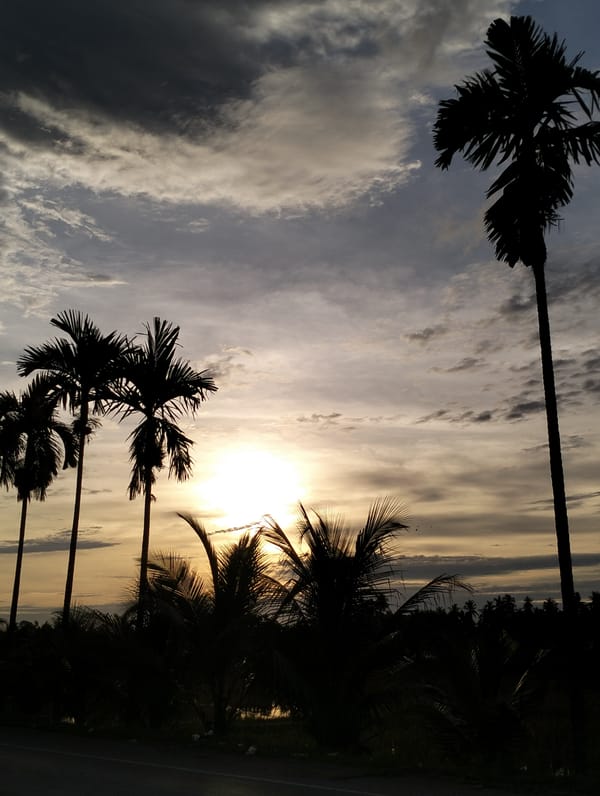 Rural scenes documented in Cotpuuk: sunset palms, flooded paddies