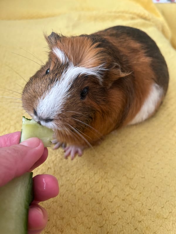 Guinea pig feeding session with LEGO play and city views