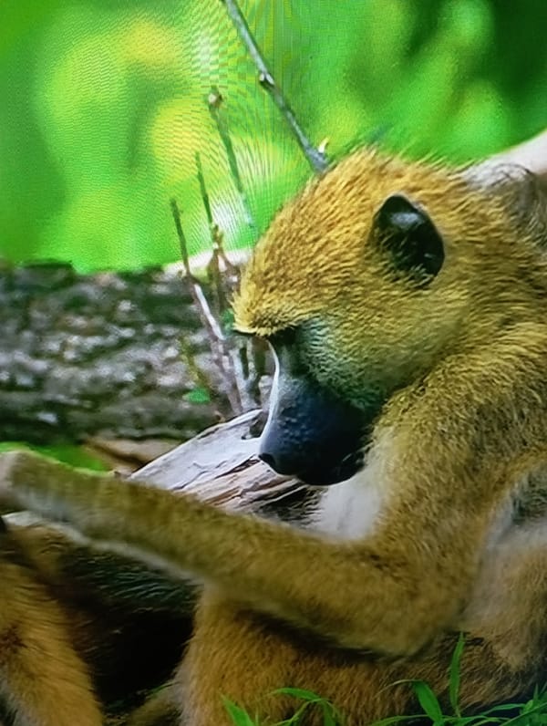 Wildlife snapshots and nature scenes spanning land, water, and indoors