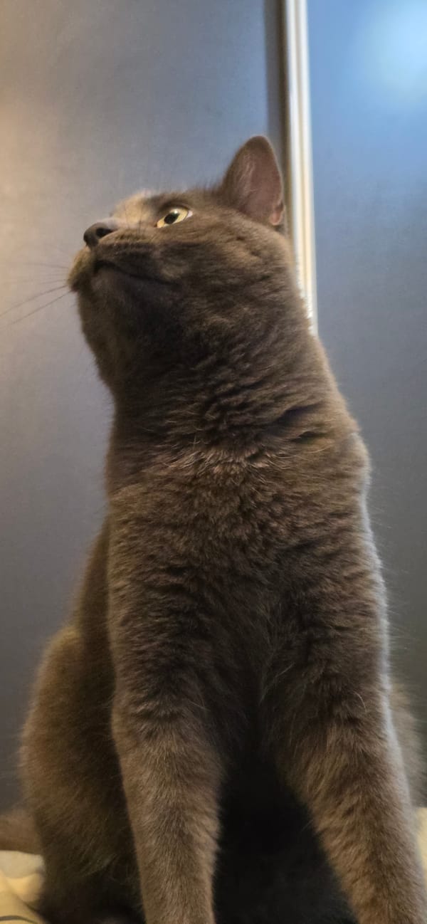 Grey cat at home in Vratsa, caught from every angle