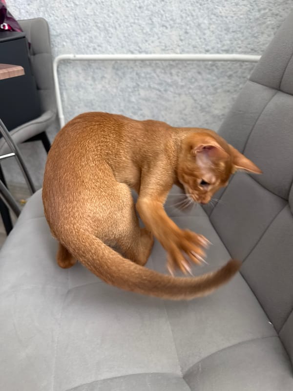 Ginger cat at home in Stary Oskol, very relaxed