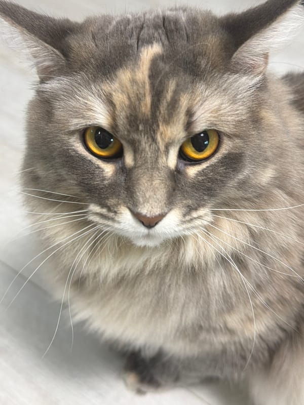 Fluffy gray tabby holds court in Izhevsk apartment