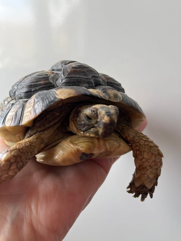 Small tortoise gently held by hand in Elektrostal