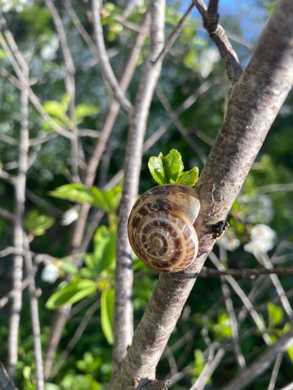 Spring nature photography captured in Sevastopol shows snail, strawberries