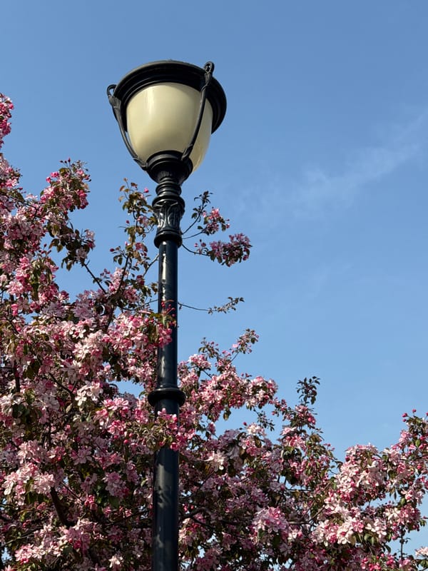 Urban spring morning documented: magnolia blooms amid varied architecture