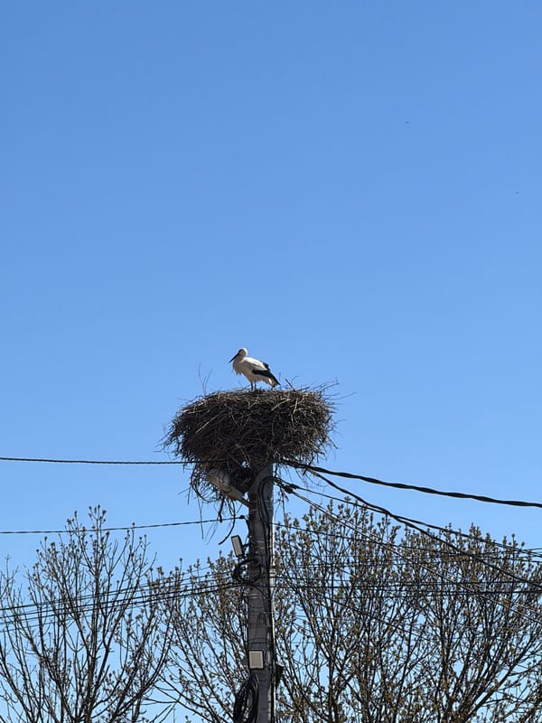 Storks spotted at utility pole nest in Sofia