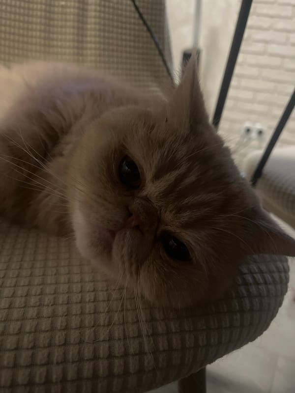 Cat and Pomeranian relaxing at home in Odesa