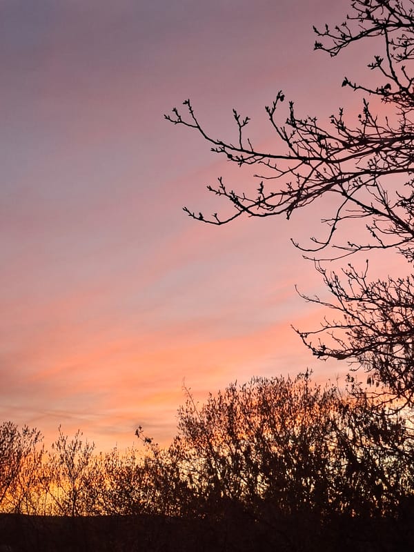 Sunset with colorful sky observed through silhouetted trees