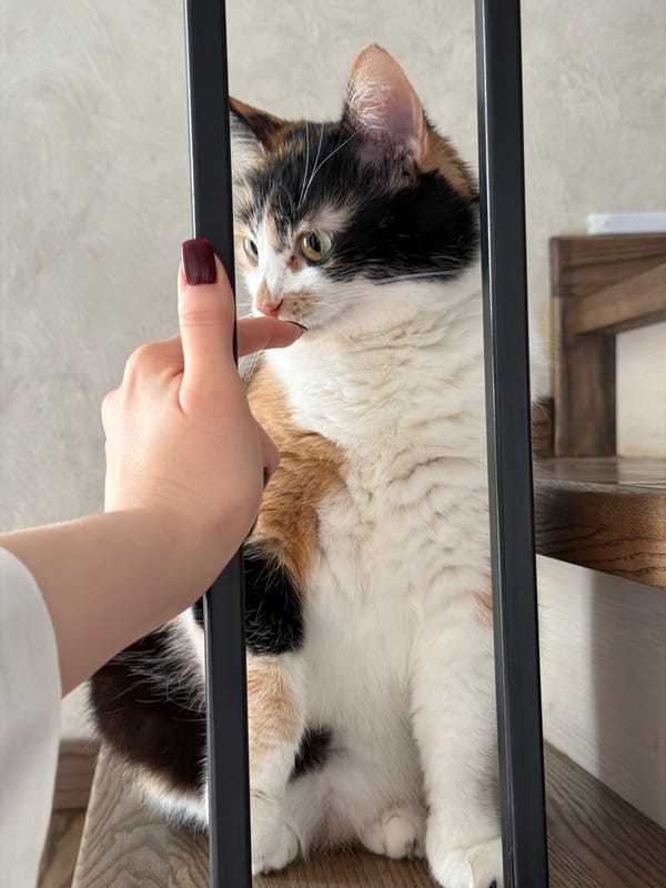 Morning routine documented in Russian home with breakfast and pets