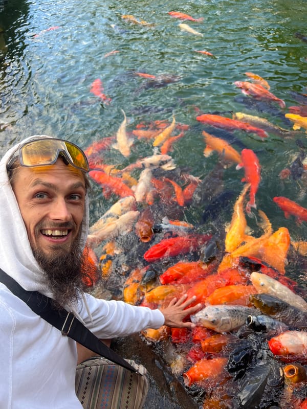 Koi pond feeding session and selfies at a scenic overlook