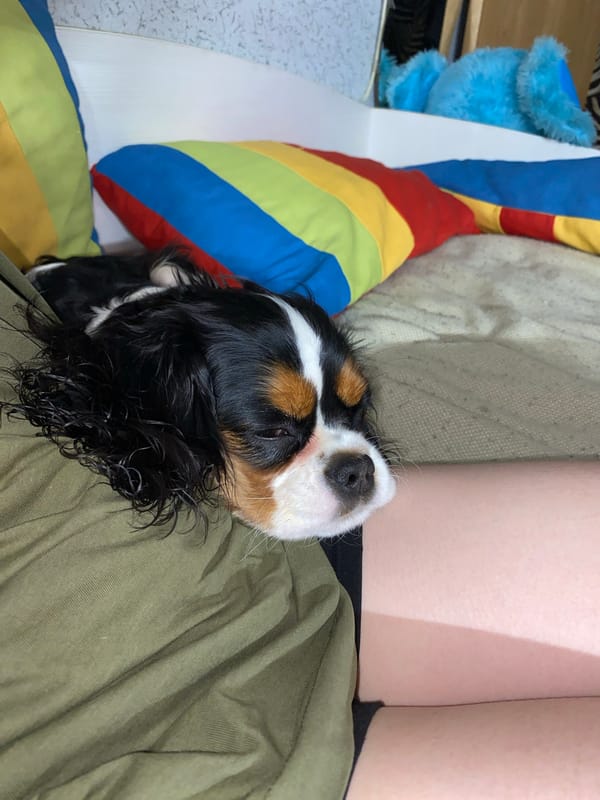Domestic afternoon: child, dog, skincare, and study time documented