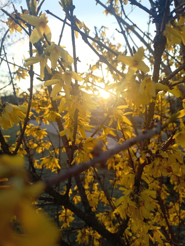 Spring forsythia blooms observed in sunny Hrodna, Belarus