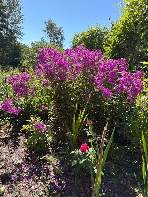 Summer garden in bloom — phlox, roses, and lilies