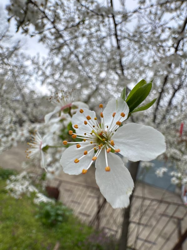Spring morning scenes captured in Ruse, Bulgaria