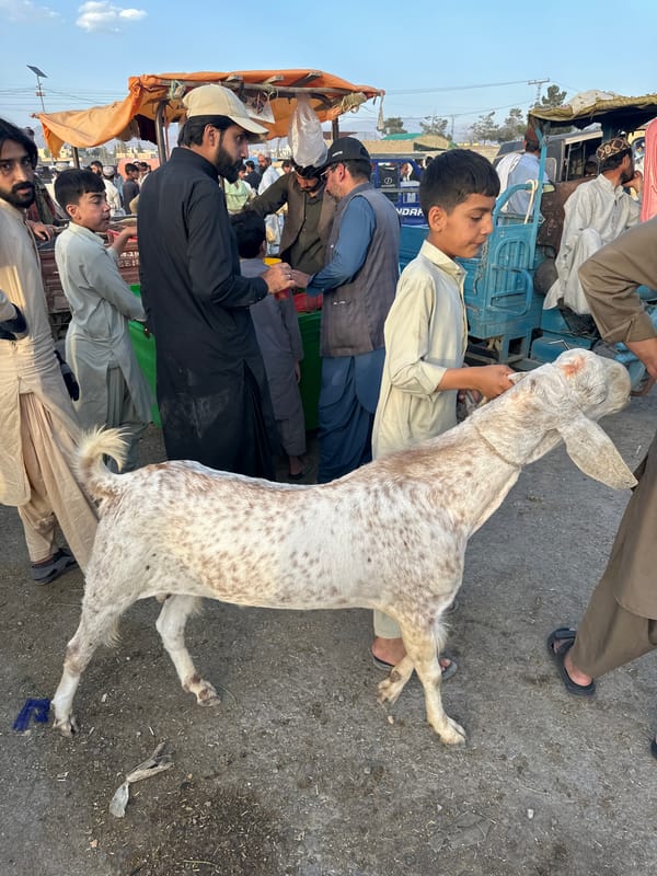 Livestock market activity documented in Quetta, Pakistan