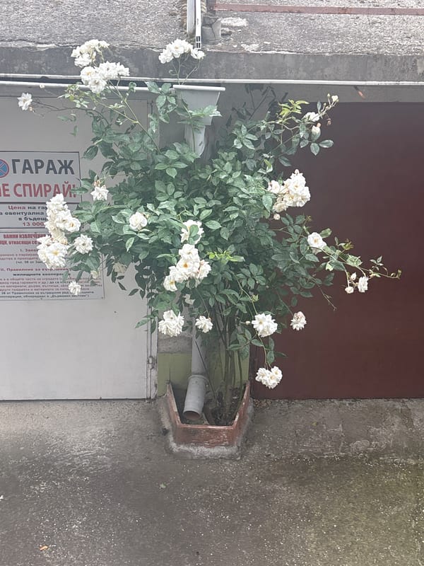 Casual afternoon moments documented around Pazardzhik, Bulgaria