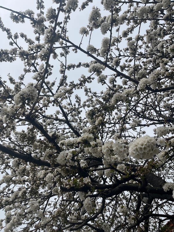 Spring scenes captured in Bulgarian village: blooming tree, dog, pedestrian