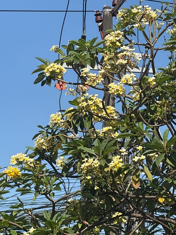 Poolside calm and frangipani blooms at a North Kuta retreat