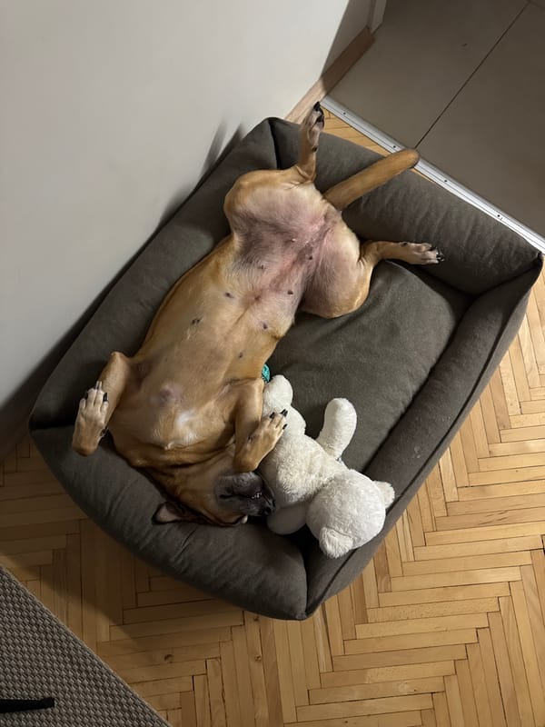 Tan dog naps belly-up with a stuffed bear in Sofia