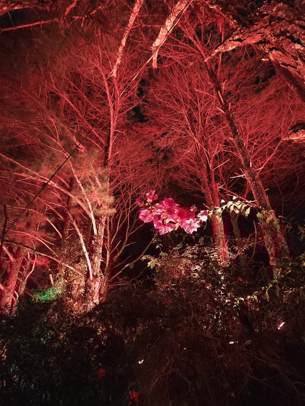 Nighttime lakeside scene with illuminated trees captured in Da Lat