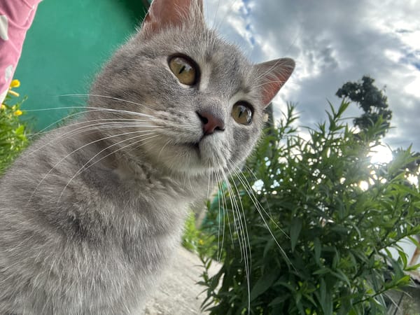 Garden cats, roses, and succulents on a quiet afternoon at home