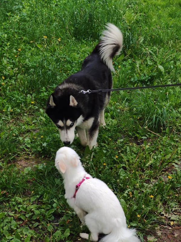 Morning dog walk through urban park with two dogs