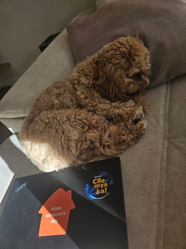 Brown curly dog photographed resting at home in Burgas