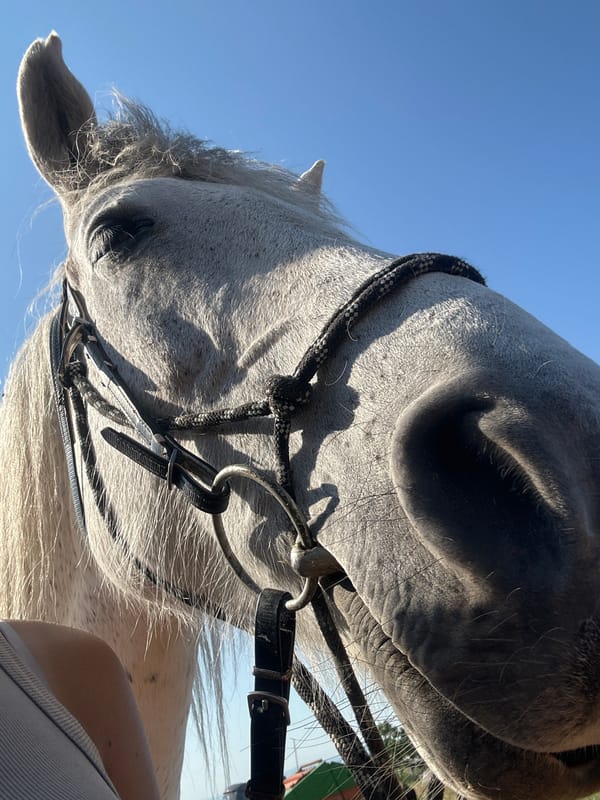 Horses photographed in rural Bulgarian village morning