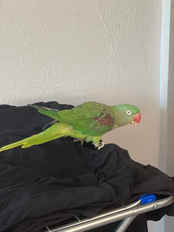 Green ringneck parrot at home in Pazardzhik, Bulgaria