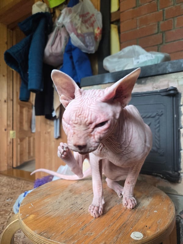 Sphynx cat at a Russian dacha, plus a glimpse of cooking