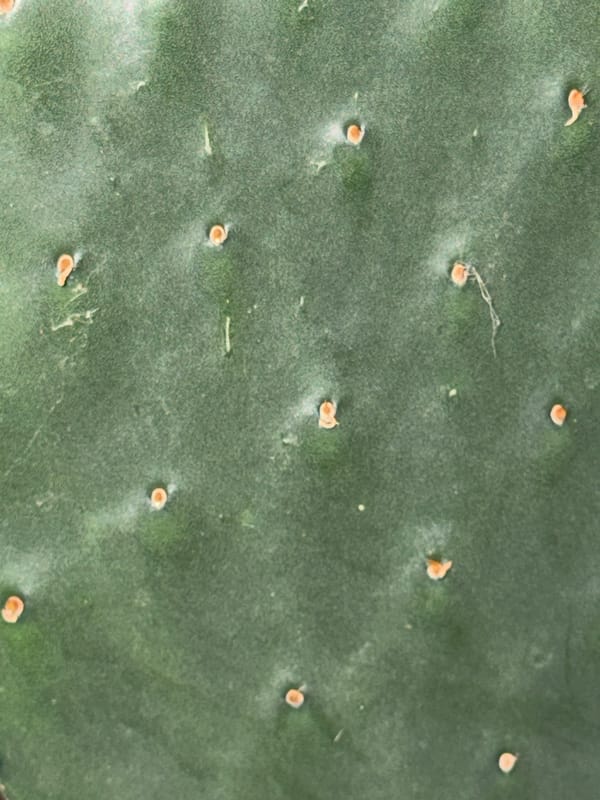 Montreal resident documents indoor succulent collection during nighttime session
