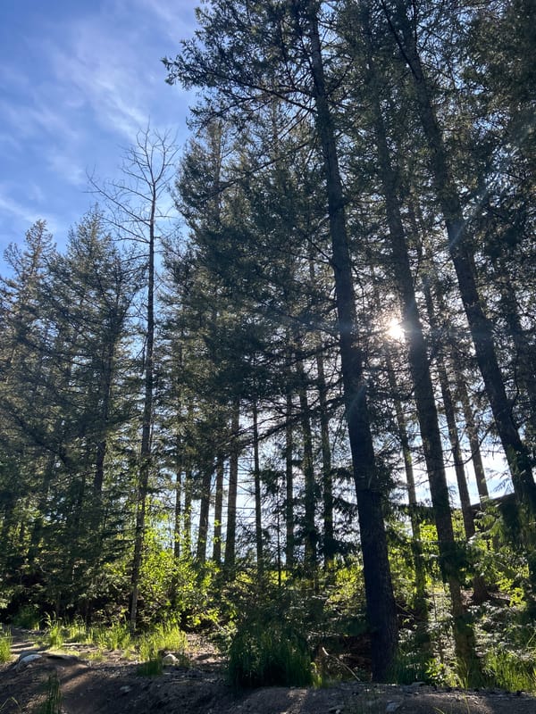 Visitor documents forest trails and mountain views in Whistler