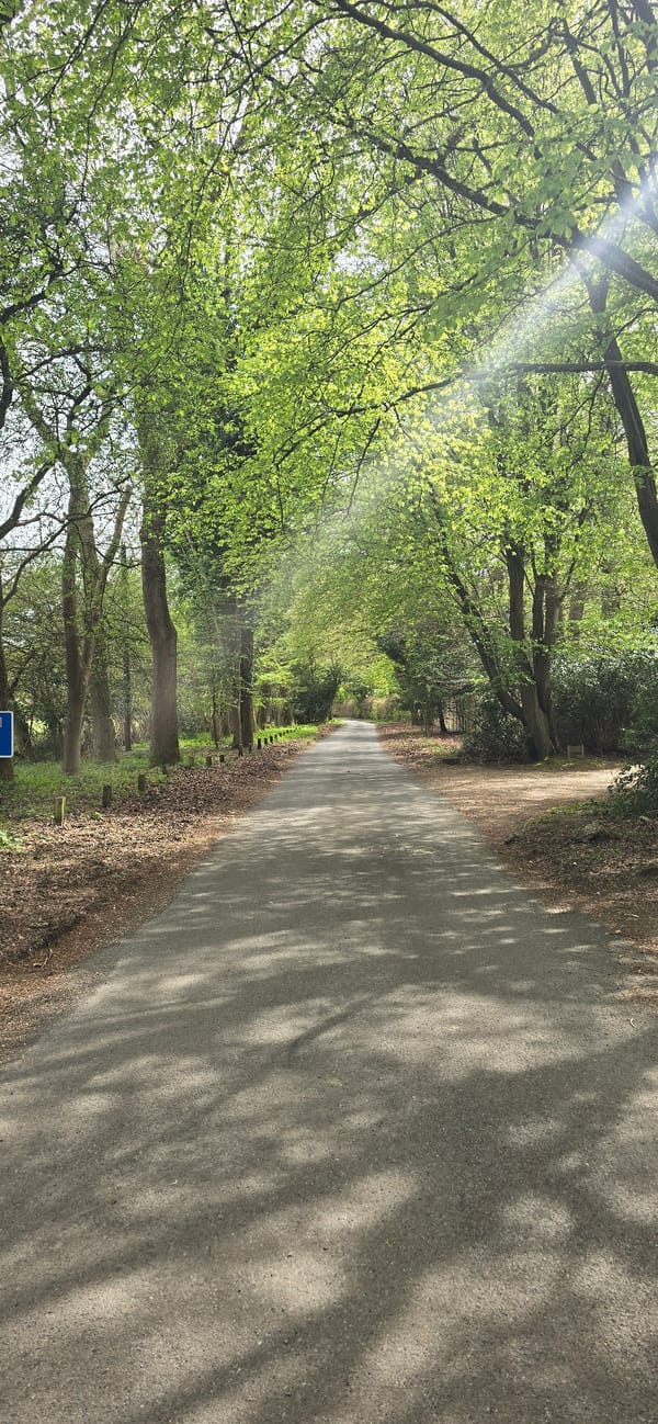 Tree-lined road photographed in Dacorum, UK