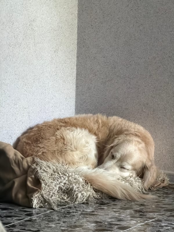 Golden retriever sleeps peacefully on blanket in Tbilisi home