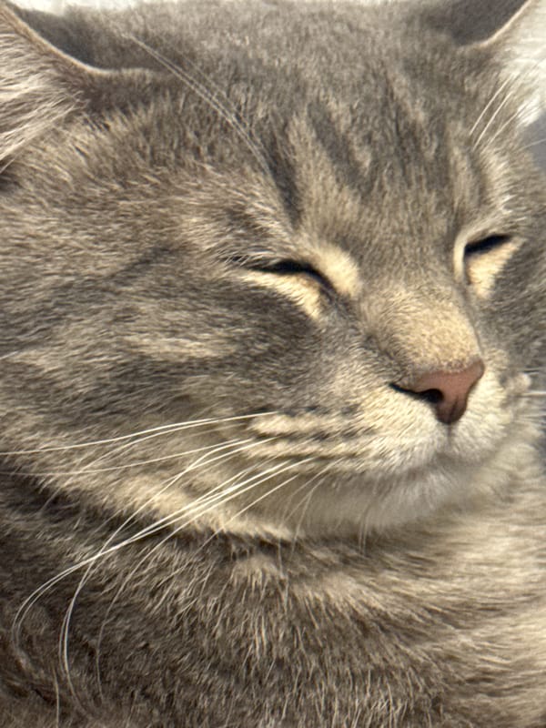 Evening documentation captures pets, city streets, domestic moments