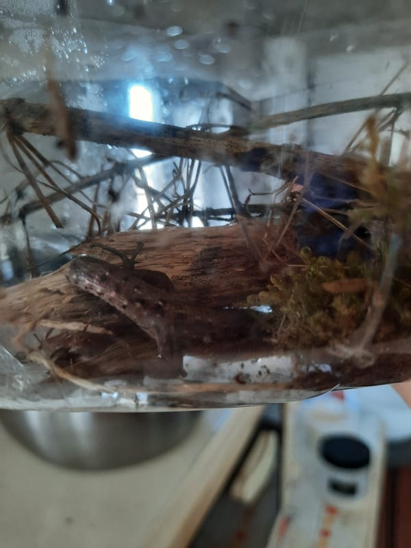 Winter scenes and captive lizard documented in Krasnogorskoye, Russia