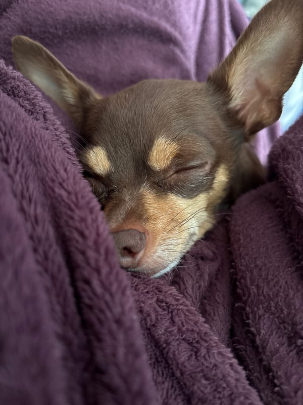 Chihuahua naps under purple blanket in Puebla, Mexico
