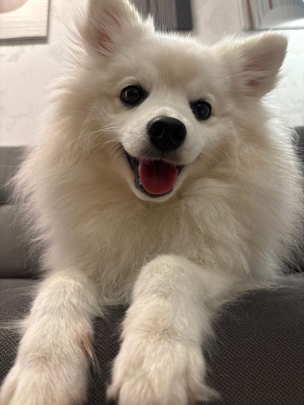 Fluffy white dog chilling on a grey couch in Berezovka